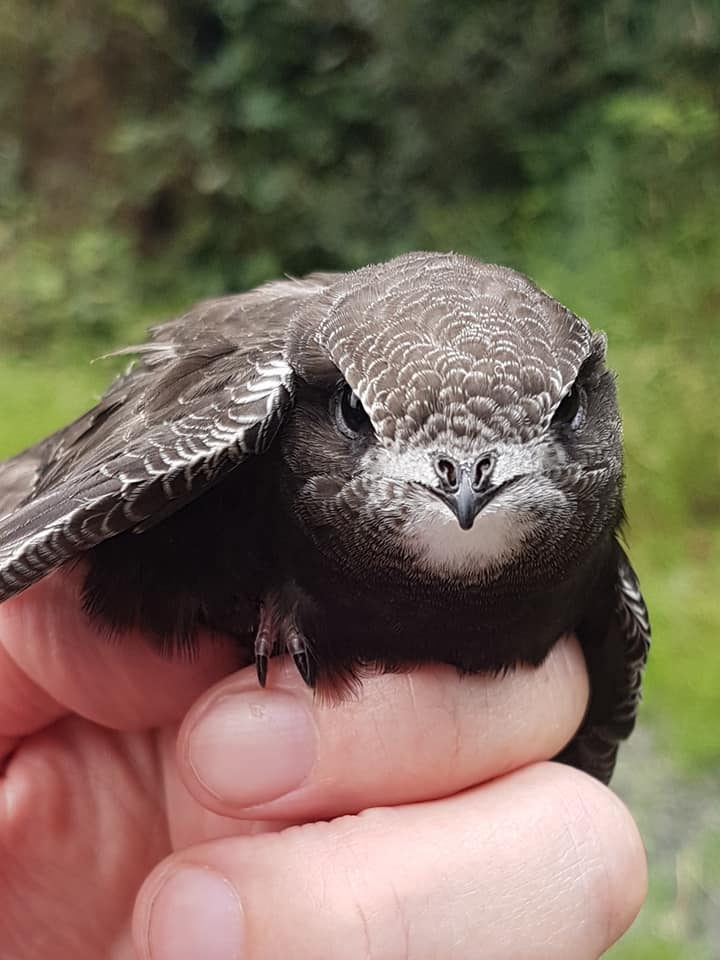 County Wicklow Swift Survey 2019